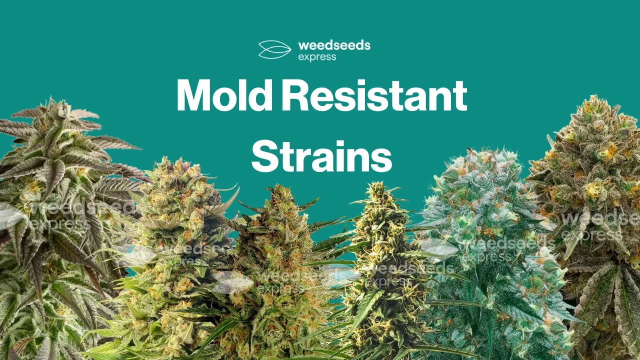 Mold Resistant Weed Seeds